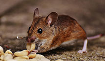 24 Hour & Emergency Exterminators in Squaw Valley, CA